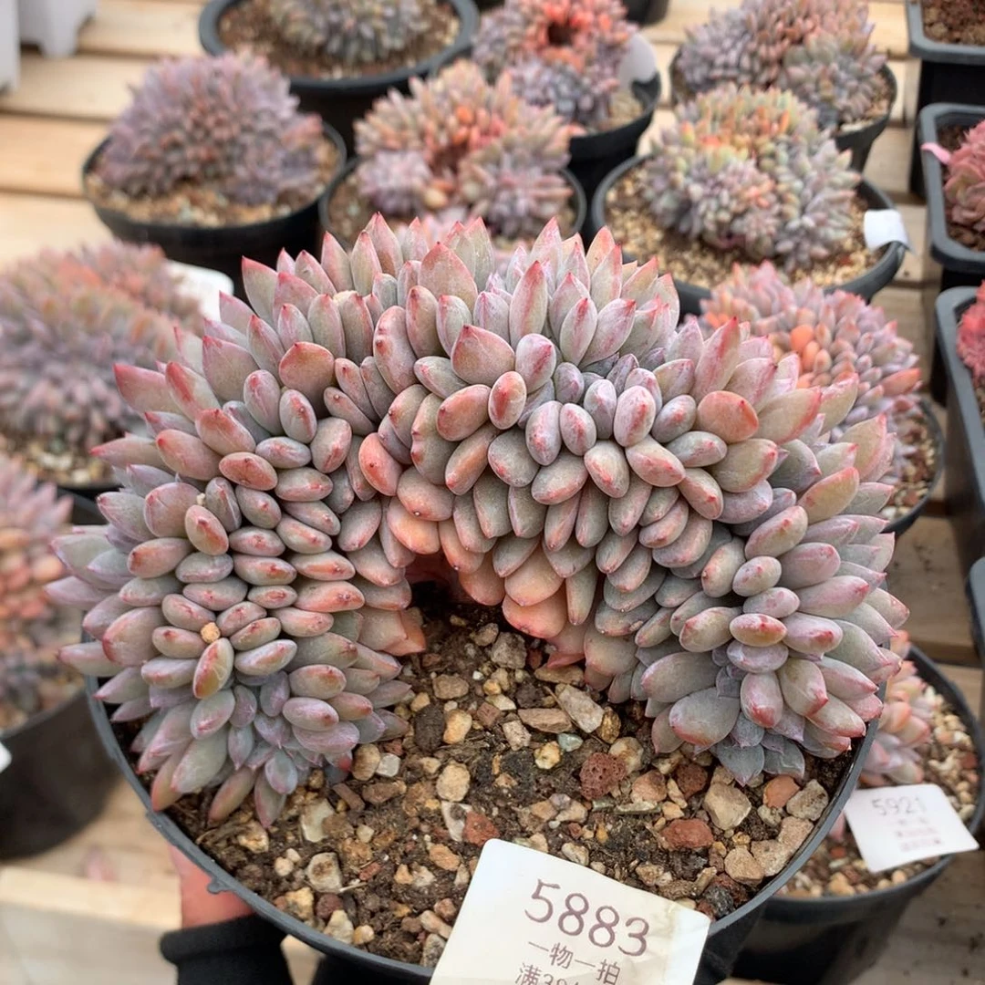 14.5厘米底切盘龙石榴籽缀 5883