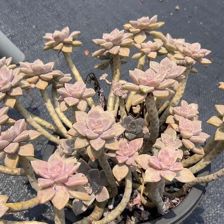 无花朵超大阿伦配。