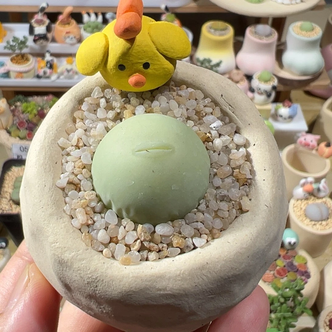 多肉植物132号鸽子蛋
