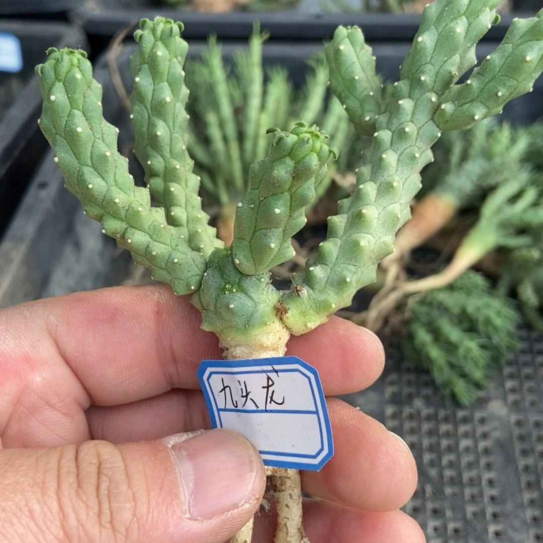 无刺仙人球开花了，