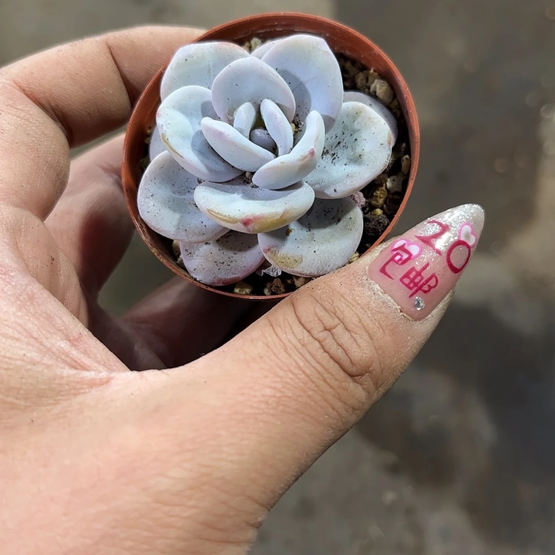 雪莲单头发货有根