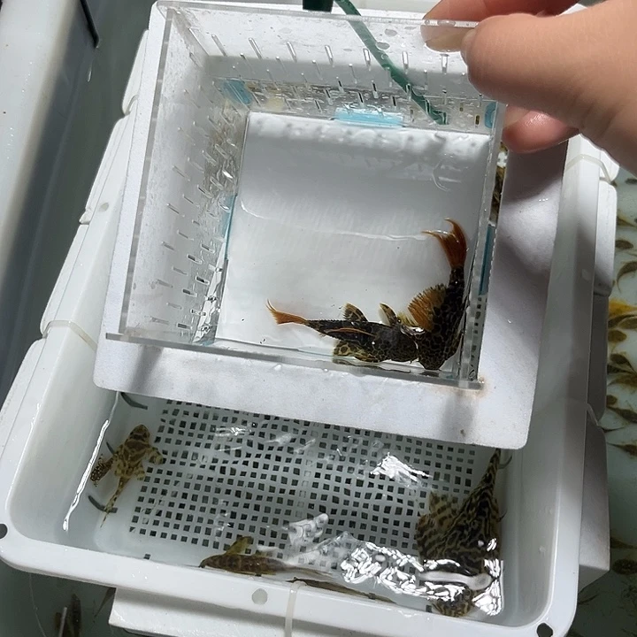 海水鱼6.+不包入缸损71