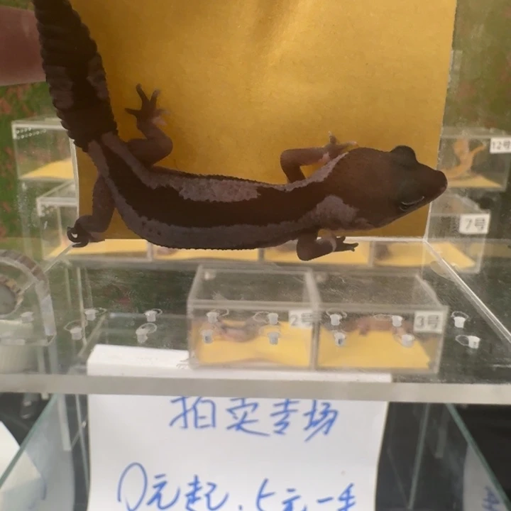 肥尾守宫奥祖h奶牛弟弟0元开怼！