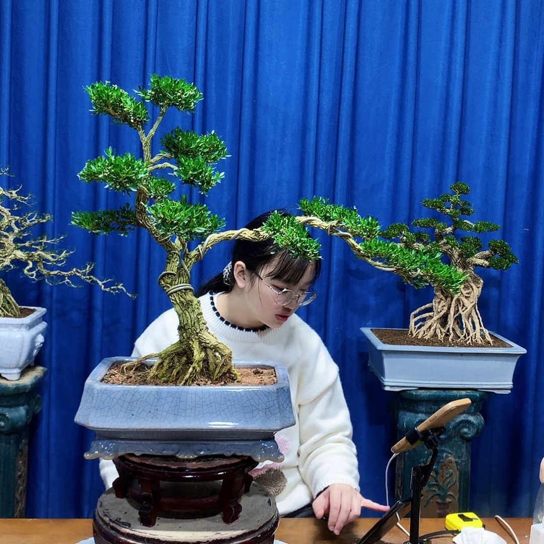 无花朵黄杨盆景一物一拍