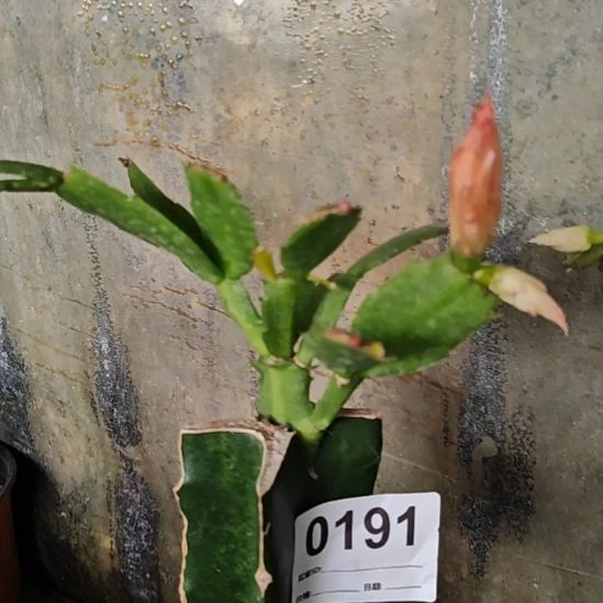 红拉丝零度之上包邮191