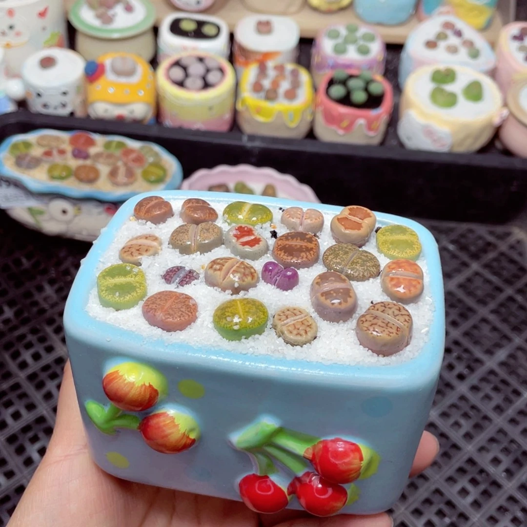 w9364 -零下地区拍保温箱 -15支持寄养