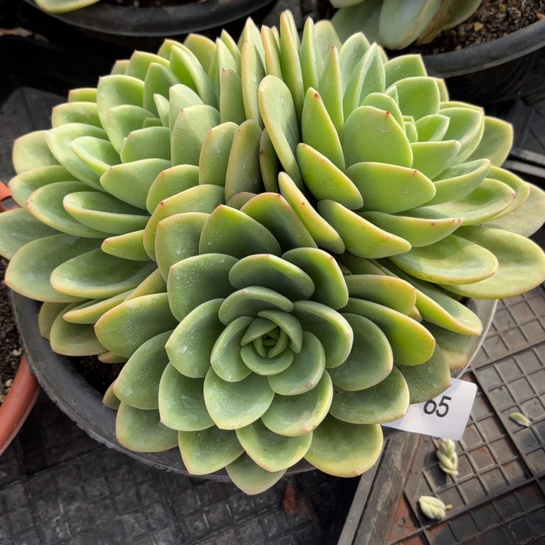 亚*同温层多肉旋凤65