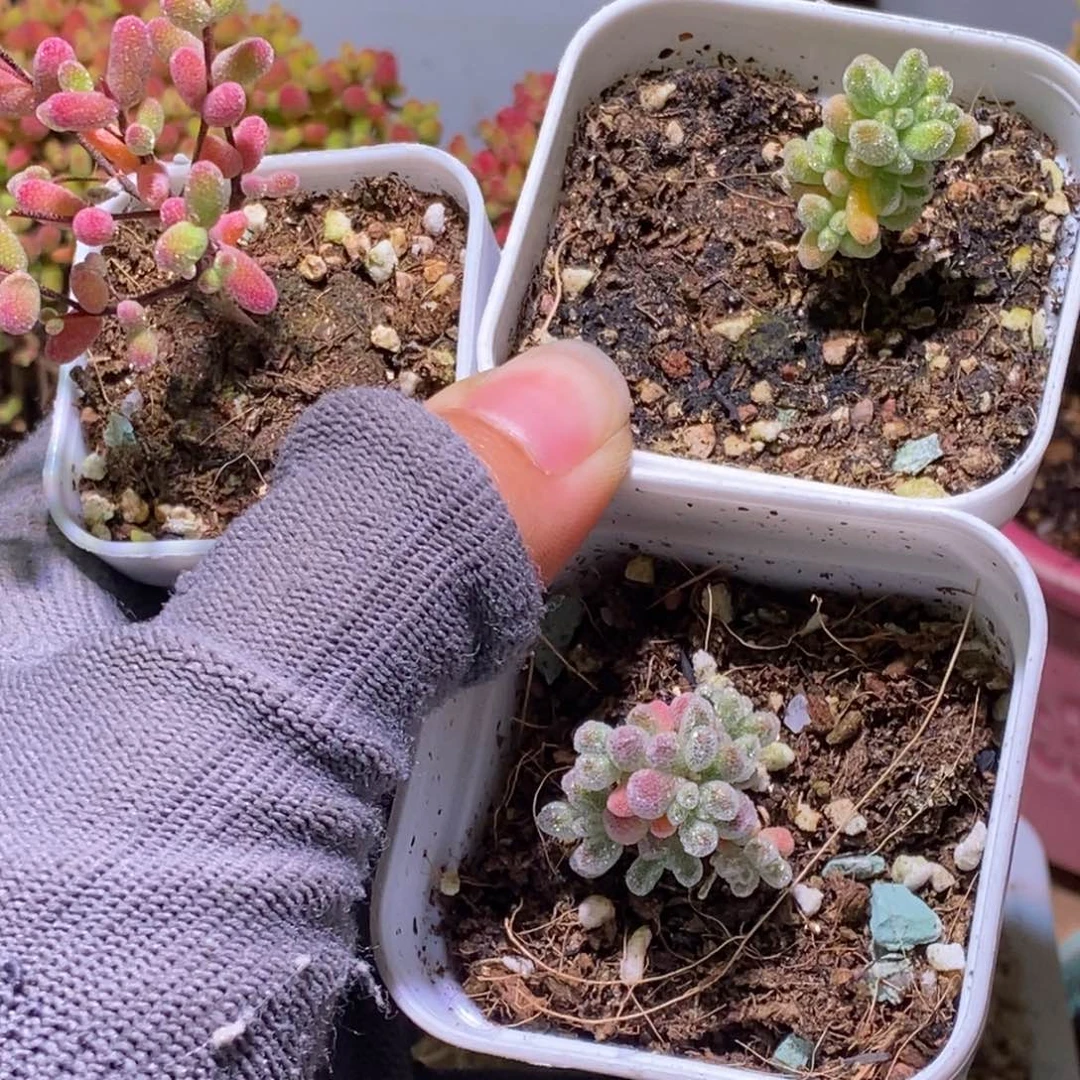 辣***滚三颗枝干番杏364 363 365