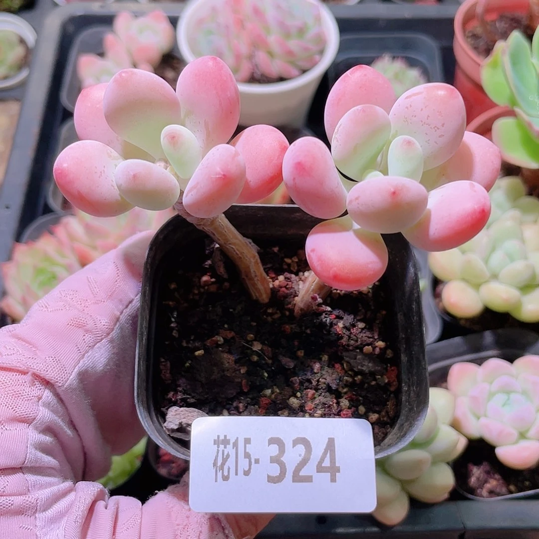 花利美15-324洛神
