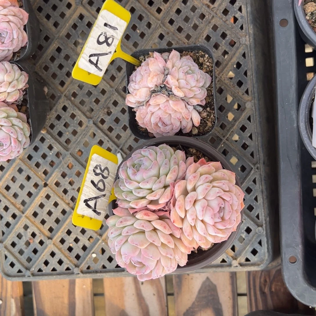 重****肉A68A81雪彦3头多肉2颗