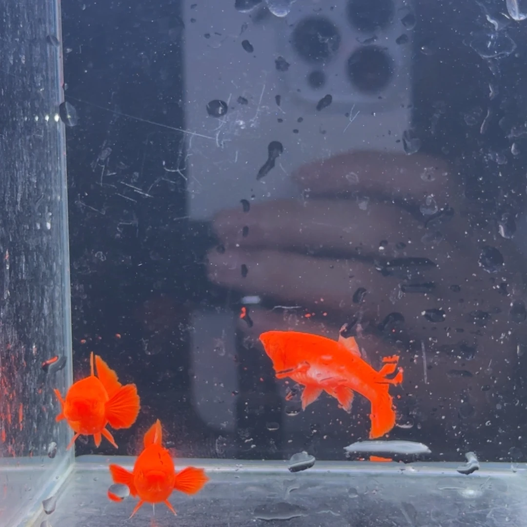 孔雀鱼分水3母红头