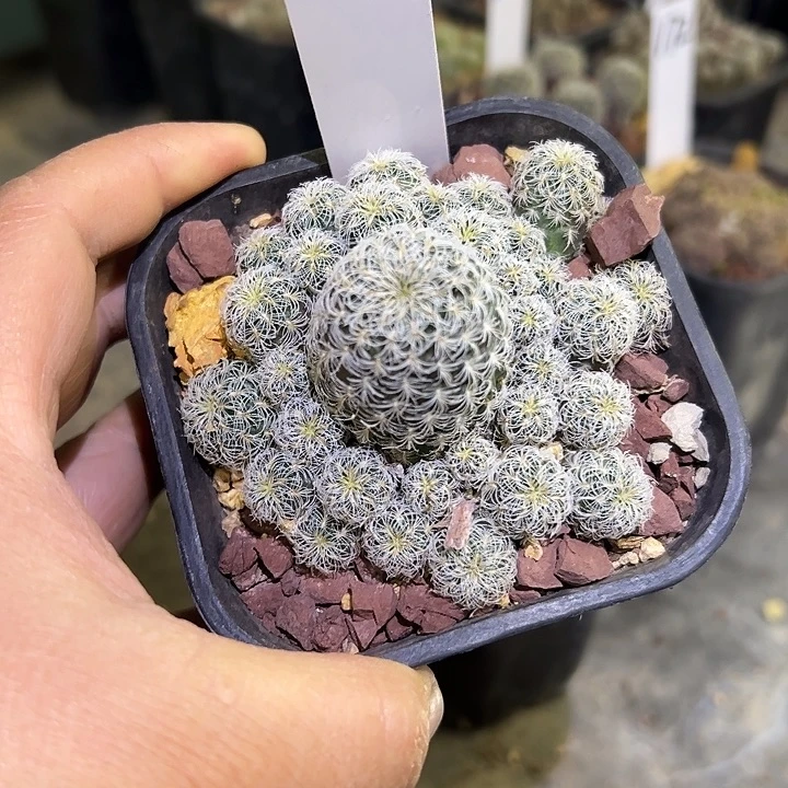 30号群生沟宝山盲盒