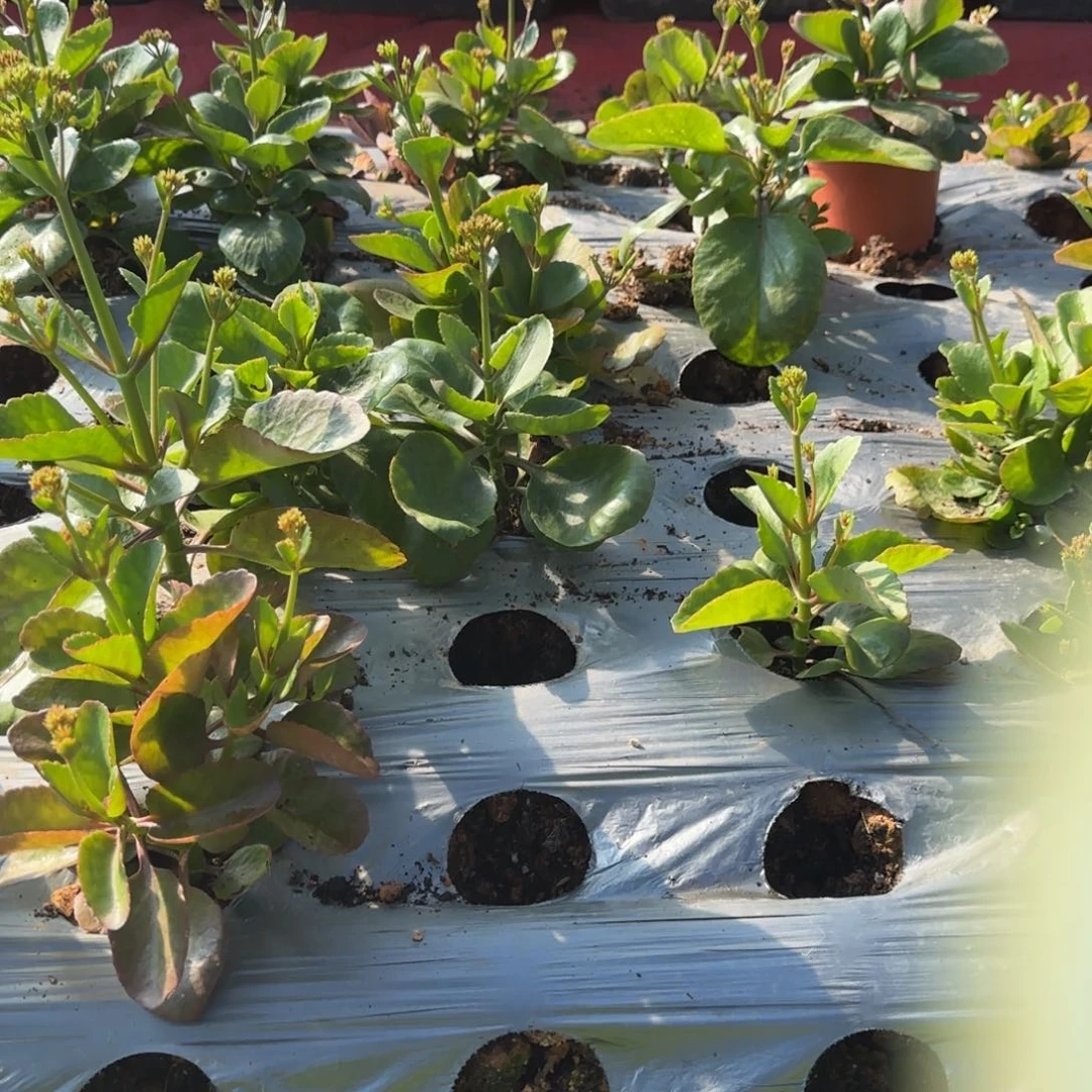 完全开放1111111111