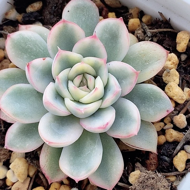 荷花锦一物一拍，