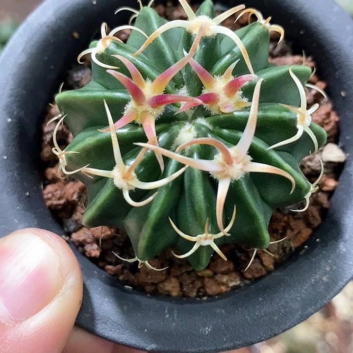 孤品实生优选基因武藏曲刺凌波4.5cm