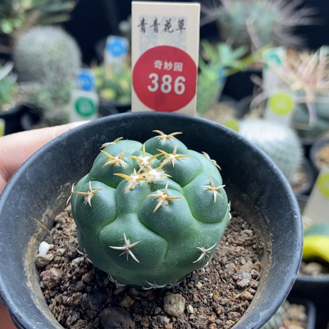 实生獠牙一棵4.1cm