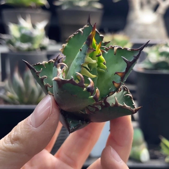 【闪购商品】红猫 顶芽