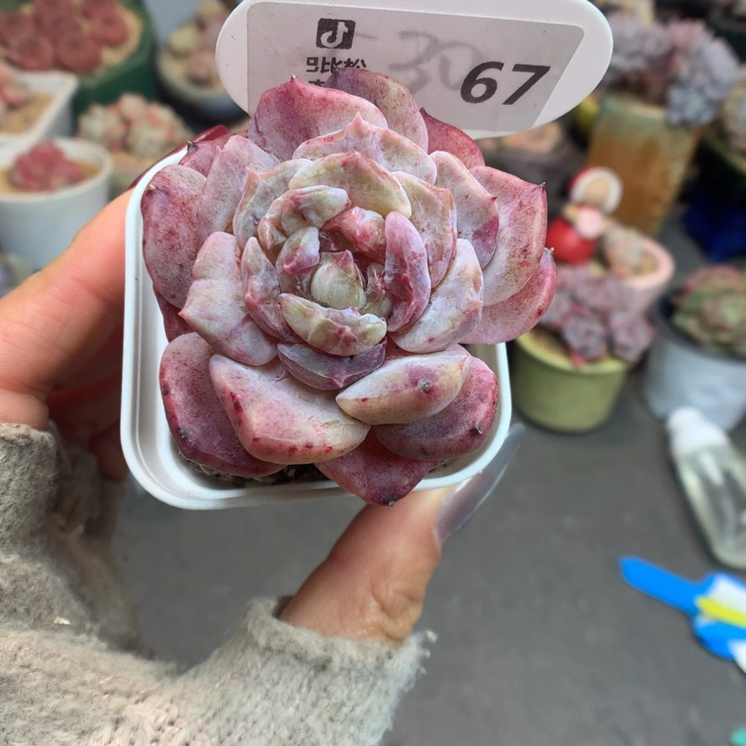 67溏心冰魄石化多肉植物