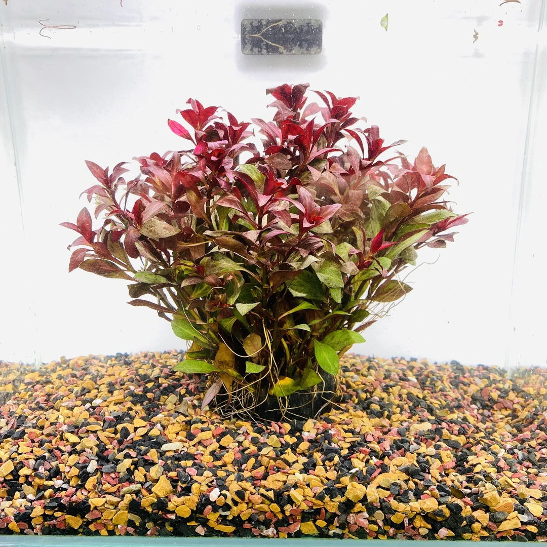 拂晓水族（鲁滨叶底红大坨水下叶）