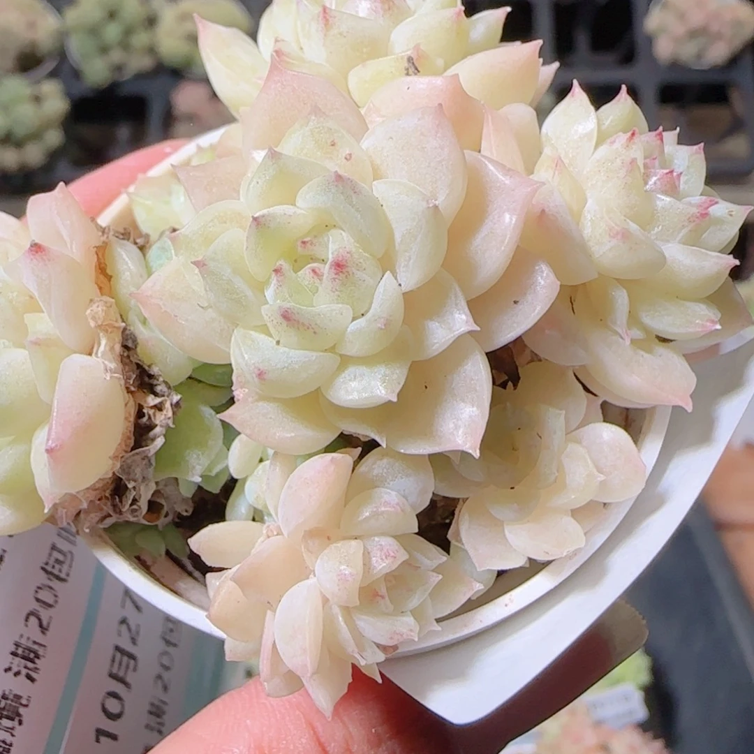 花语逸镜1027-222散