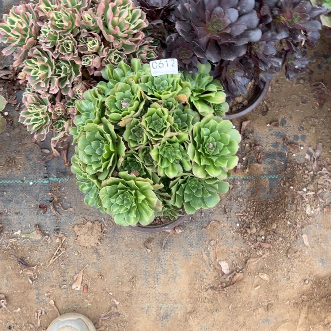 612三颗组合多肉植物法师多肉