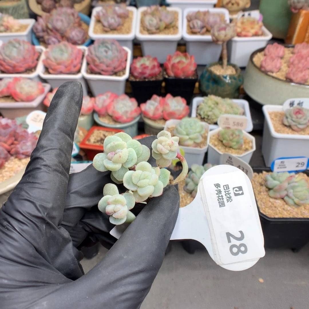 脆**猪28 冰玉石化多肉