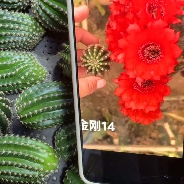 239金刚14歪4公分左右无根侧牙，20包邮