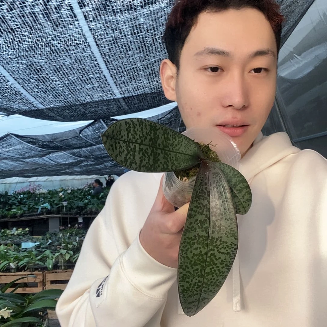 无花朵领带西蝴蝶兰