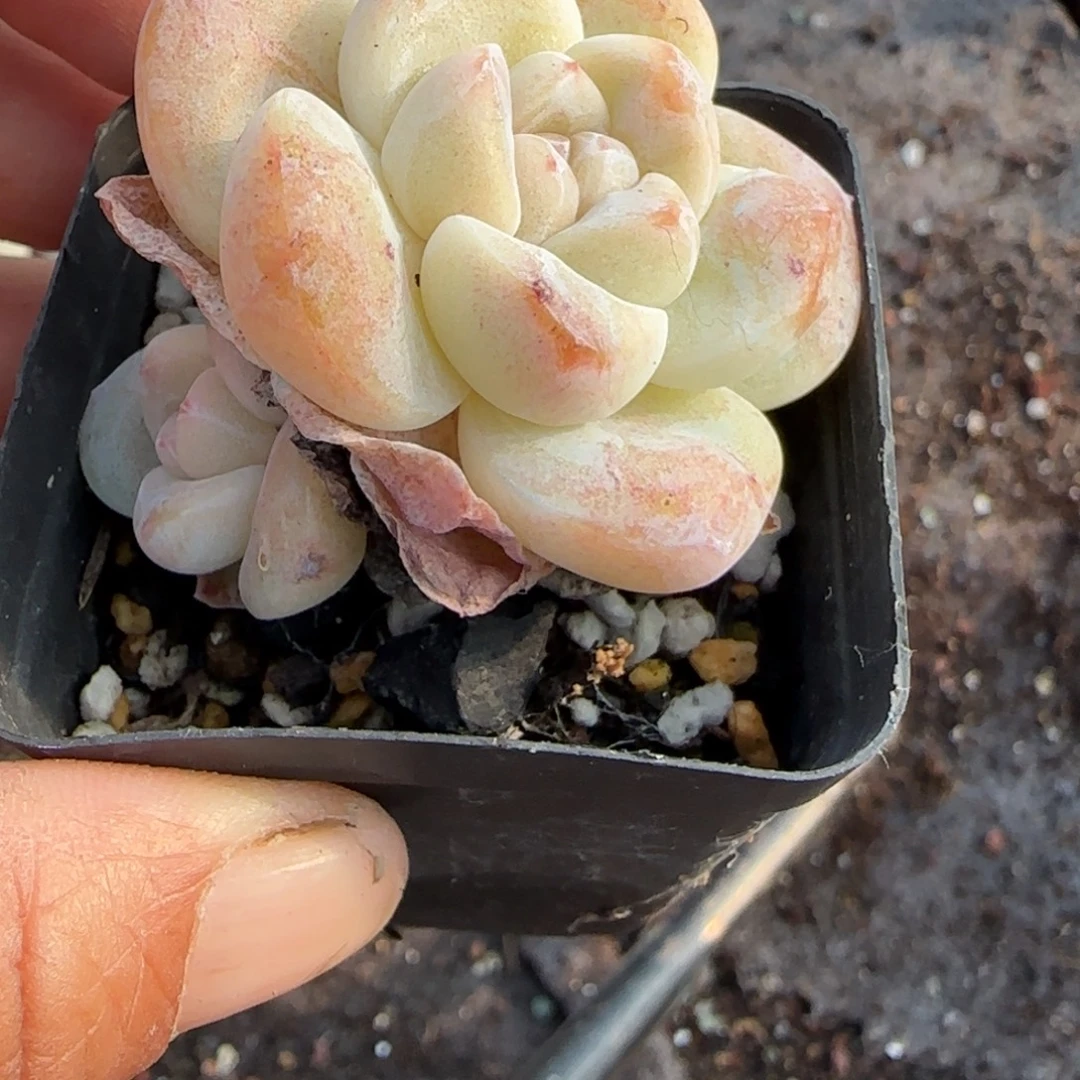 多肉小卡拉米糖心一物一拍