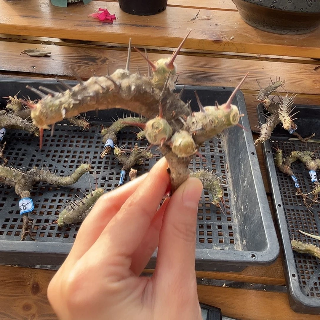 优选刺月界，一字马