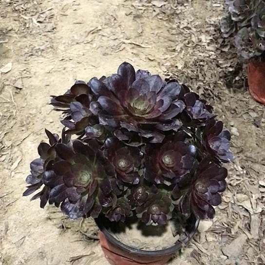 腊***开赤焰莲法师000000009