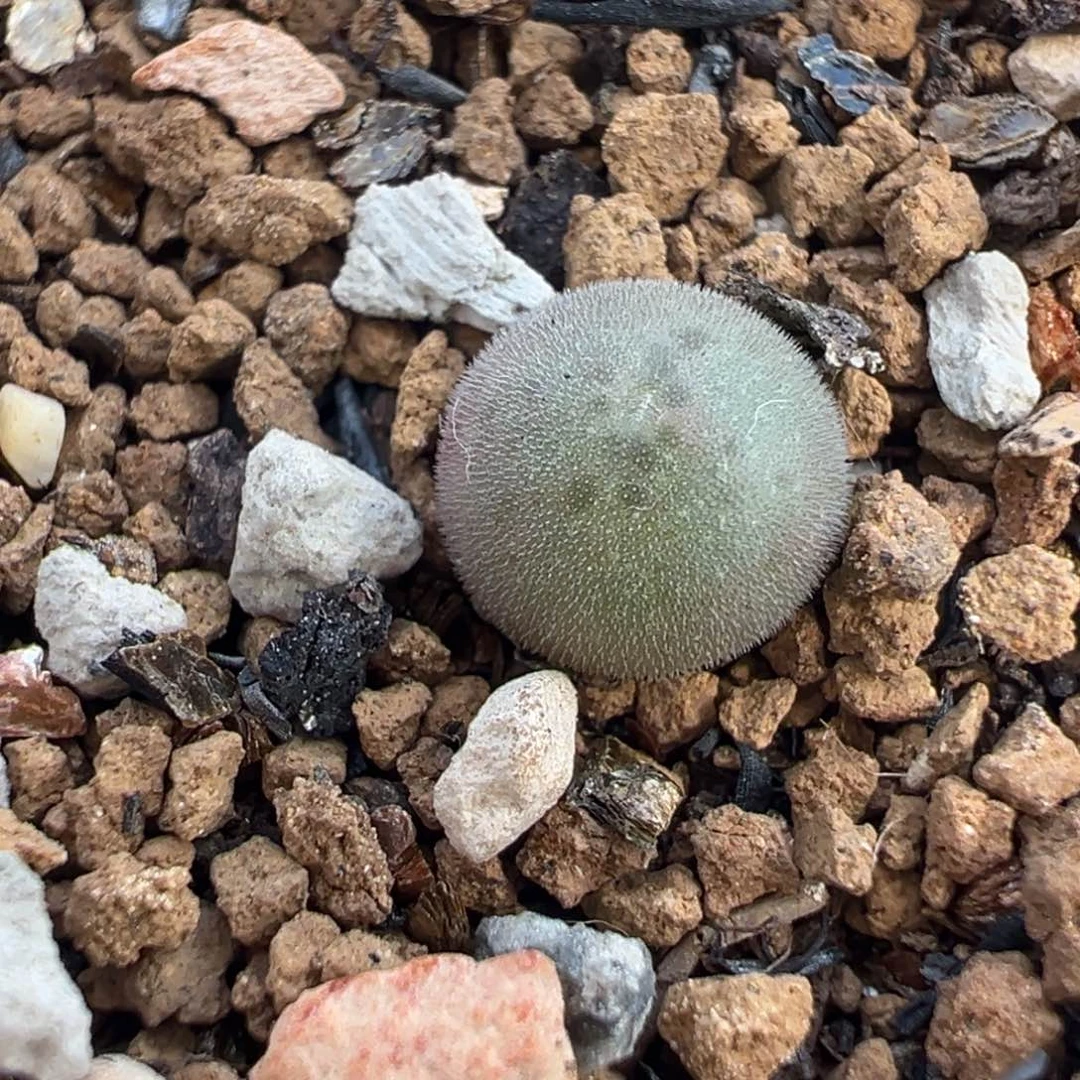空蝉大眼睛多肉植物