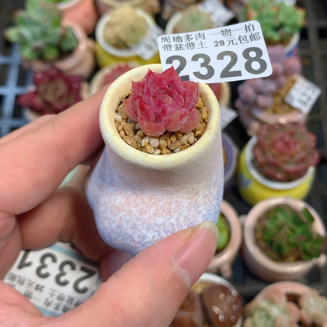 5厘米盆精控多肉2328