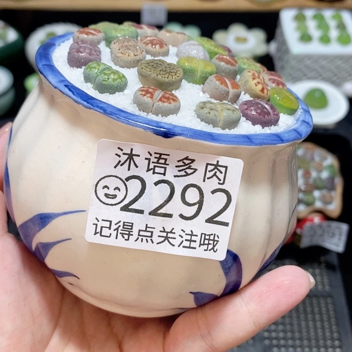 精美盆栽 一物一拍2292