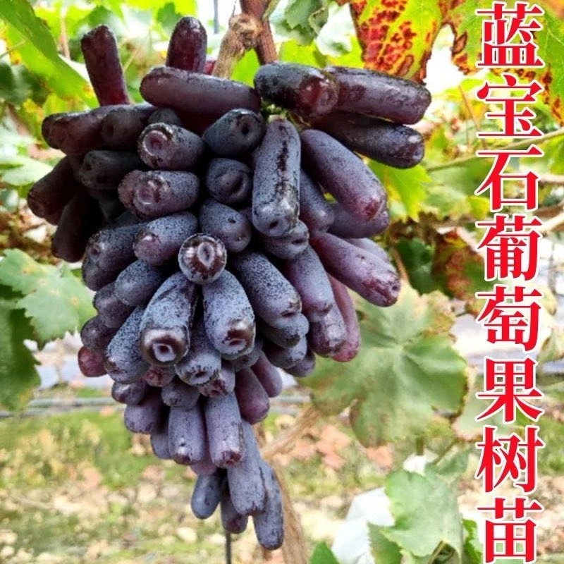 正宗蓝宝石葡萄果树苗南北方种植耐寒无籽嫁接葡萄爬藤当年结果苗