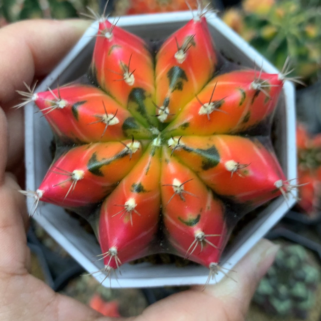 仙人球米哈牡丹锦