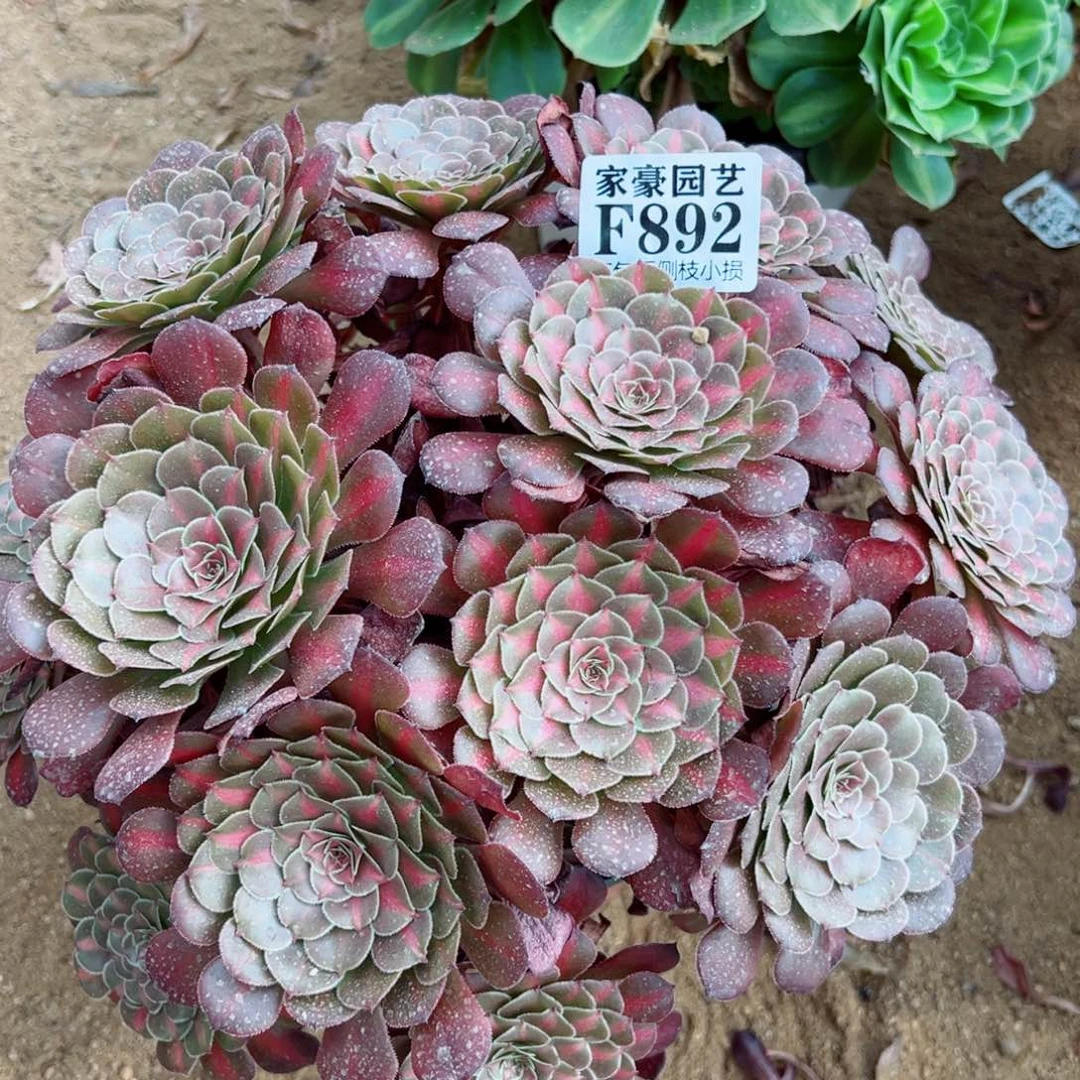 892红彤白中帮尺寸30左右