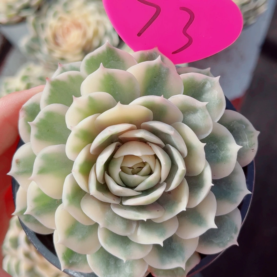 73号昂斯洛锦单头