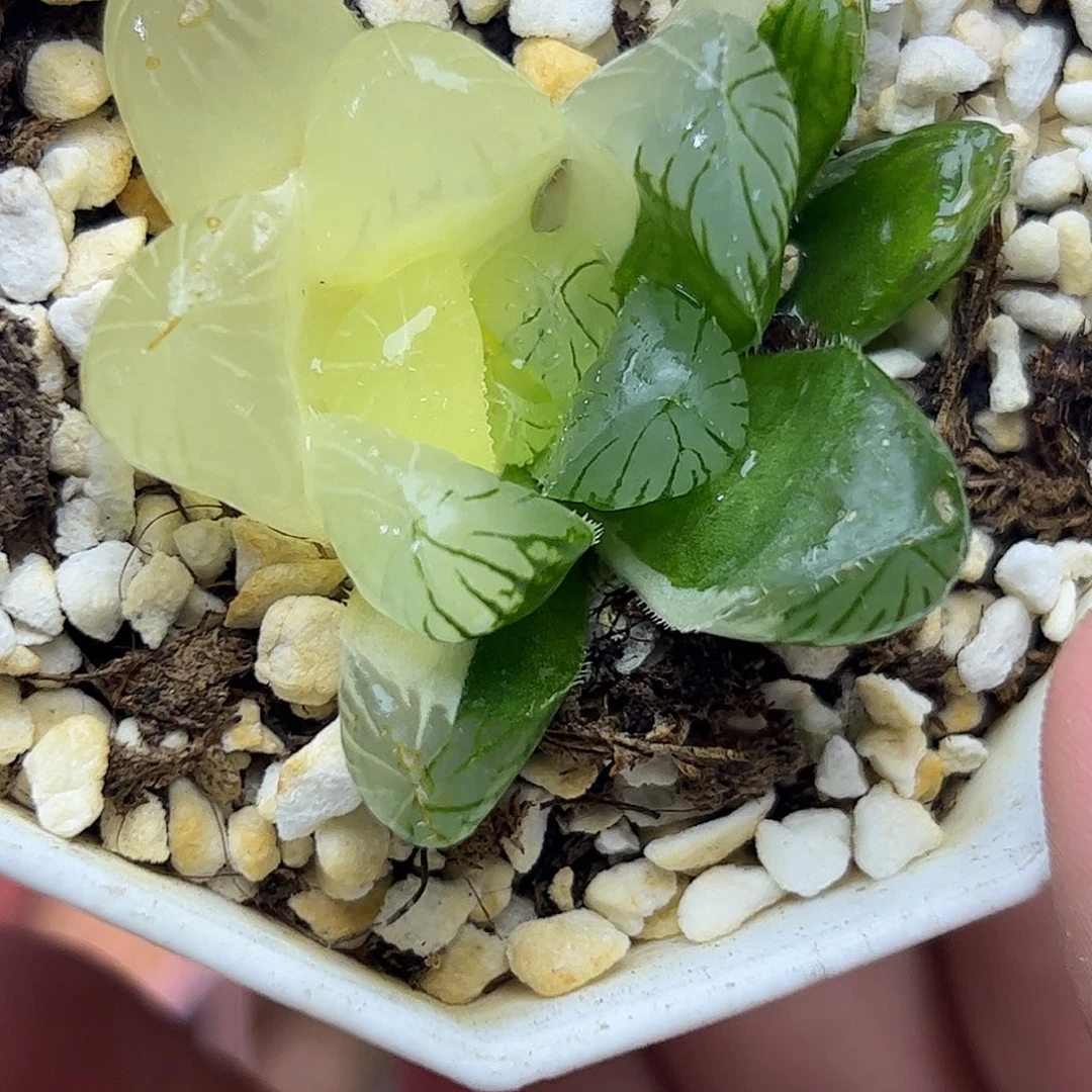 碧玺锦十二卷多肉植物满