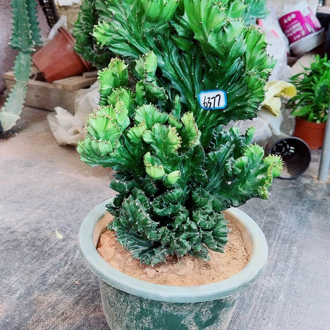 一物一拍玉麒麟土球发货