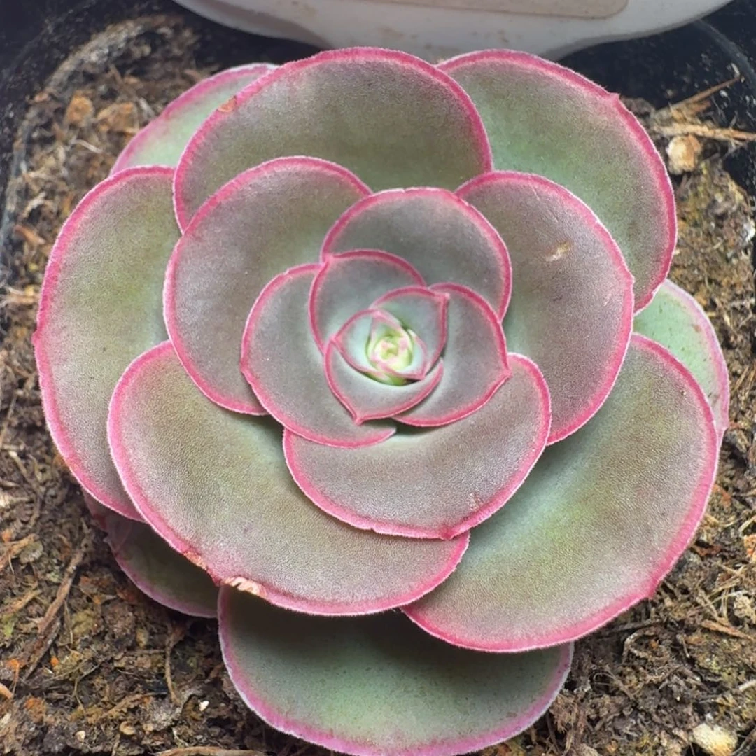 楹楹-191-冠幅  4CM