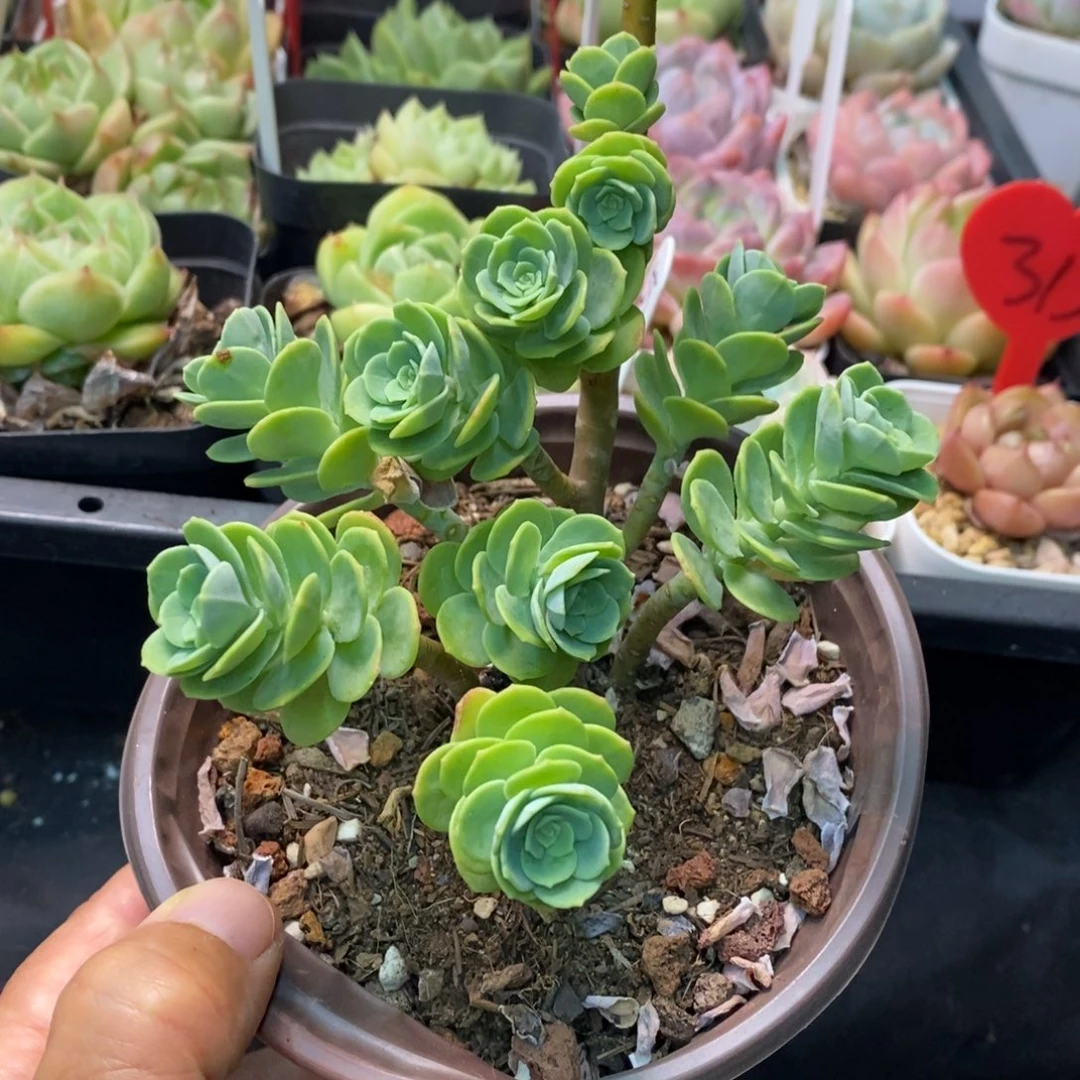 精品多肉一物一拍不包整59