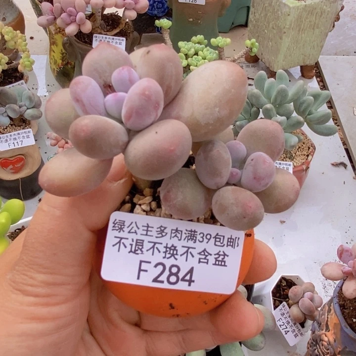 黄金蛋黄奶284多肉植物