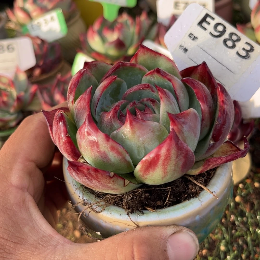 惊鸿一瞥983号多肉