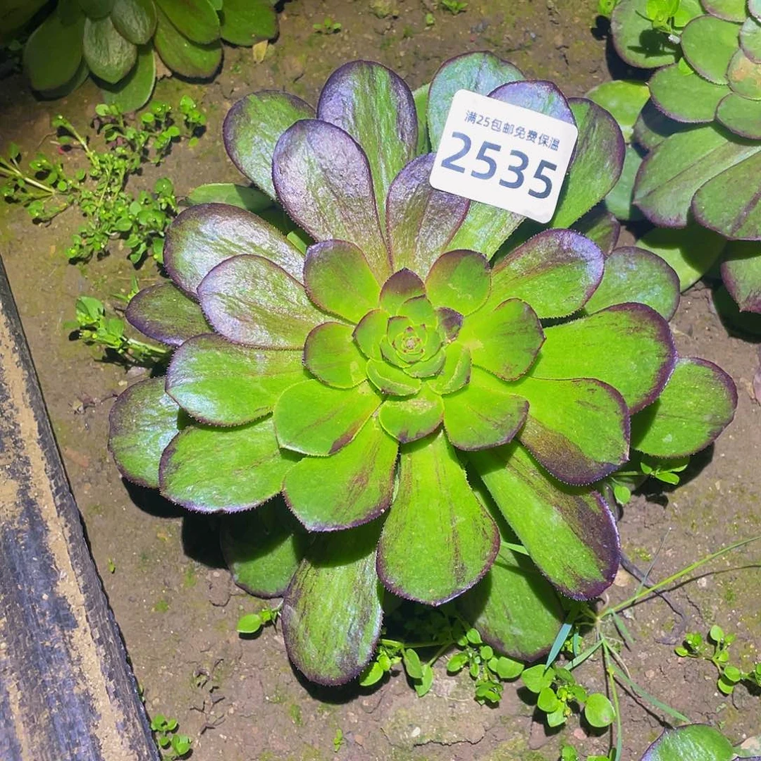 2535花月夜多肉植物