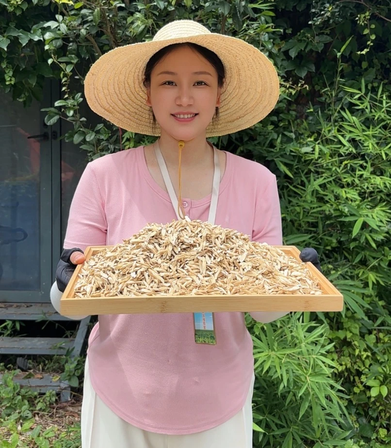 深山采挖优质农家小黄芪泡水泡酒