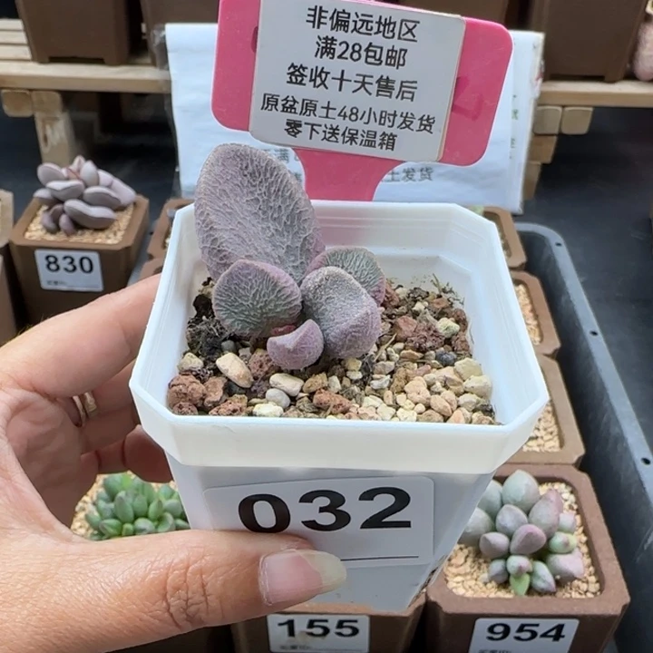 032实生多肉的植物