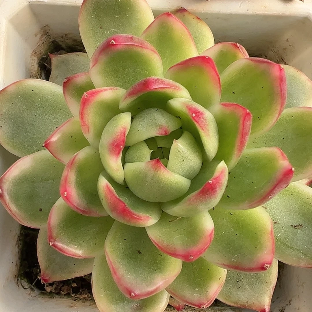 珍妮锦多肉植物锦