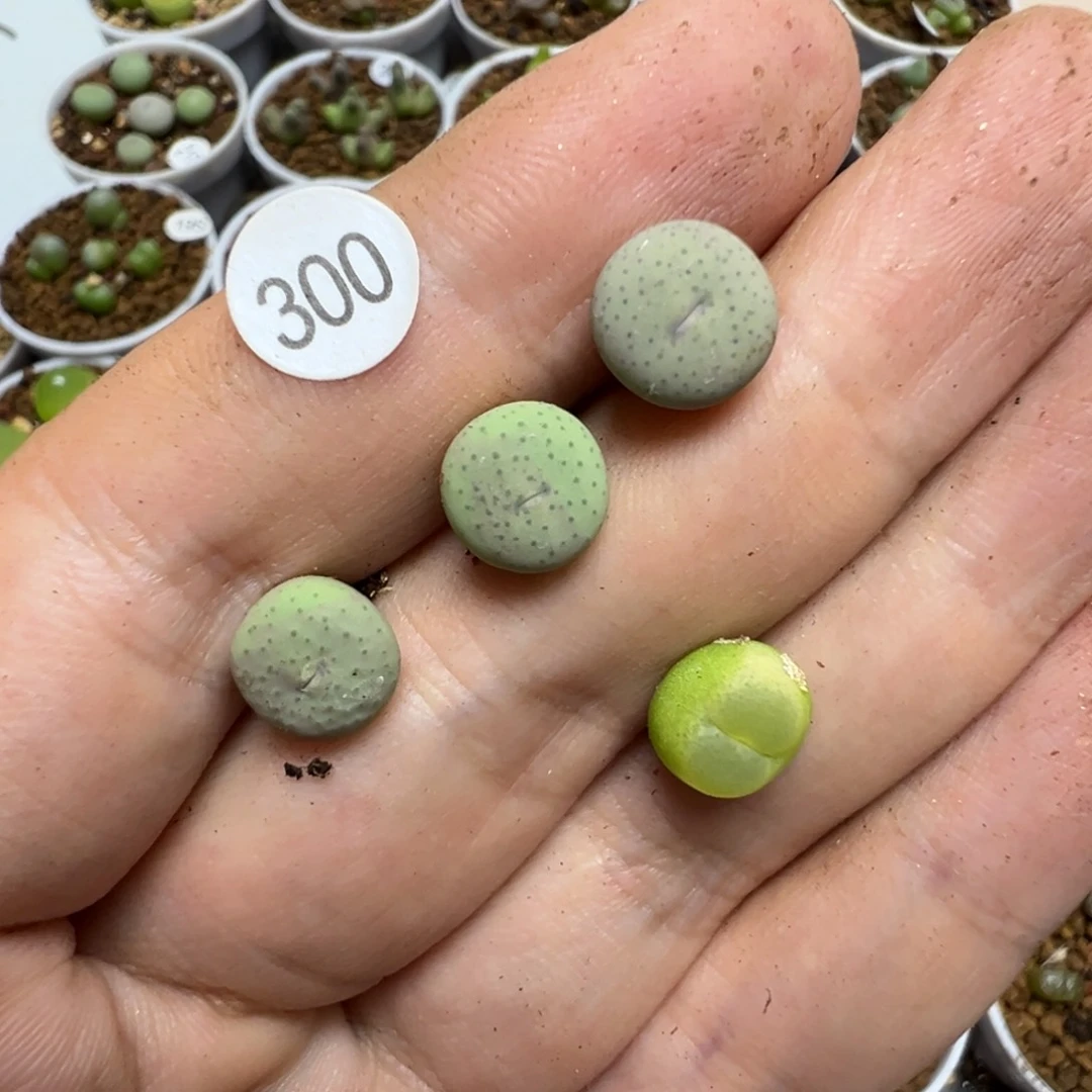暖***゛奶油嘴3颗拉登一颗脱土3000