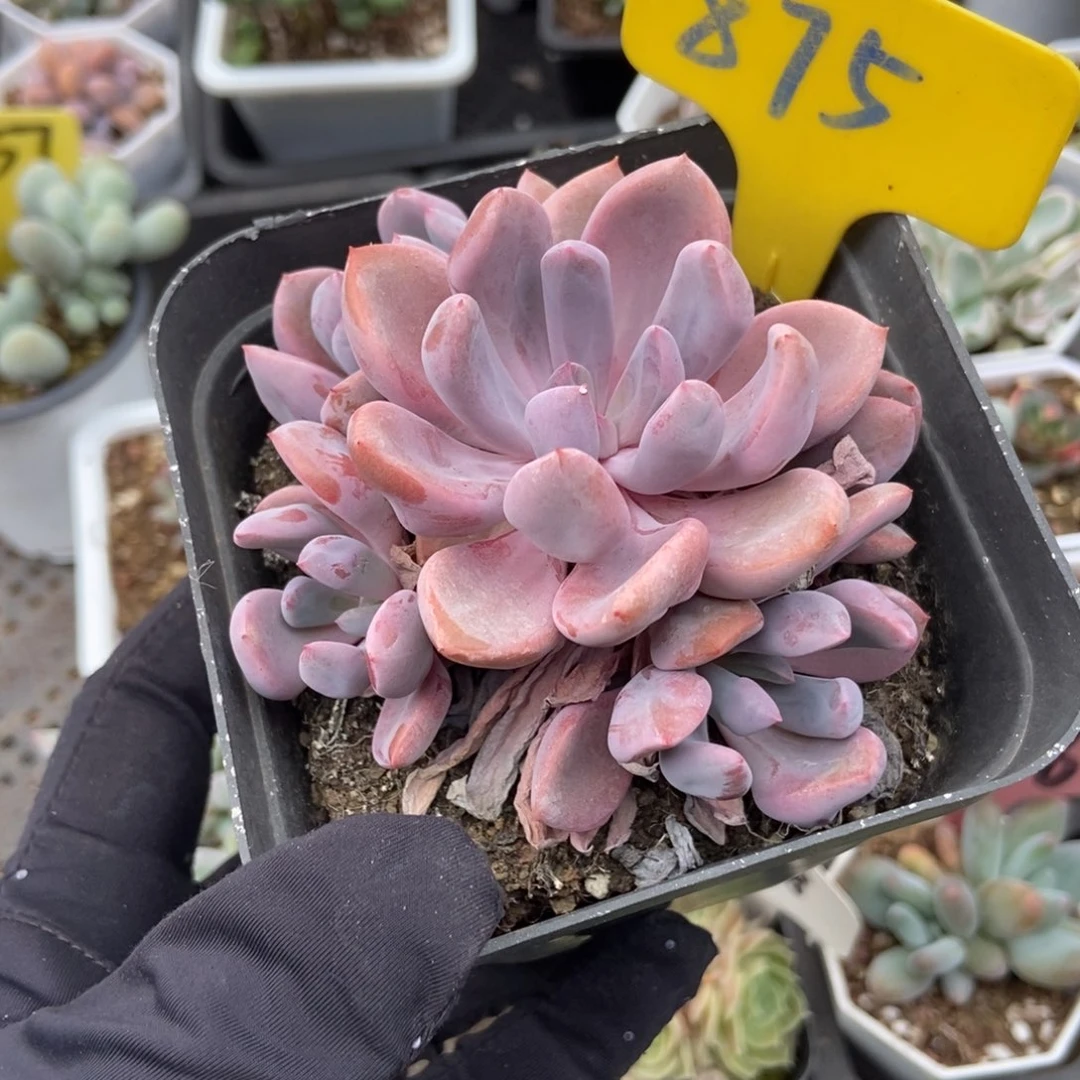 875丘比特多肉植物保护